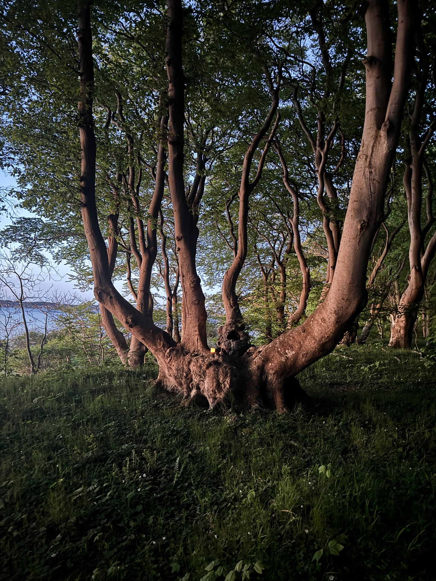 The Root Gate
