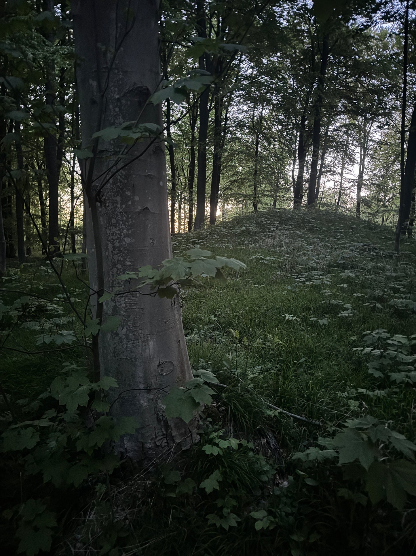 The Root Gate