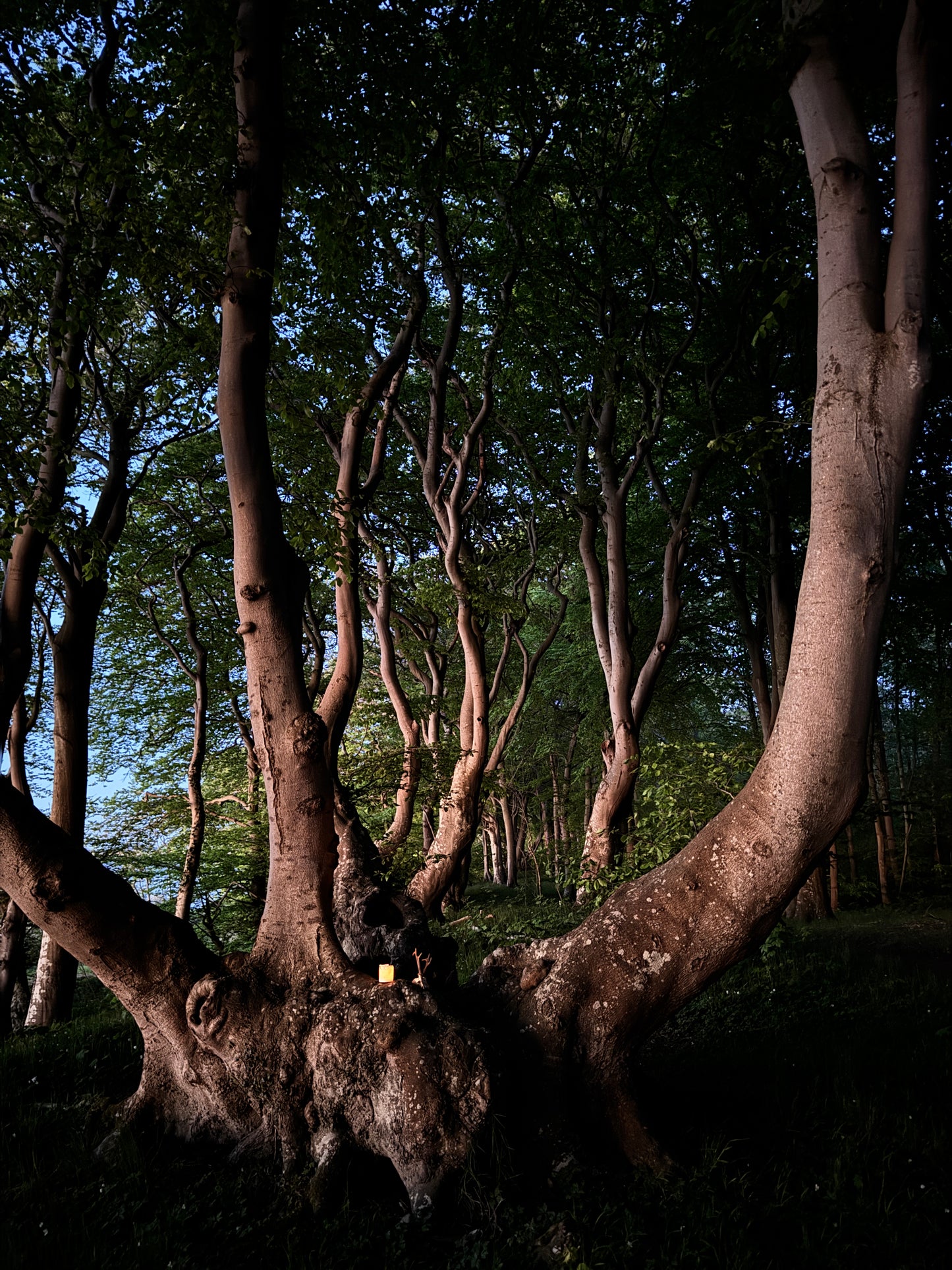The Root Gate